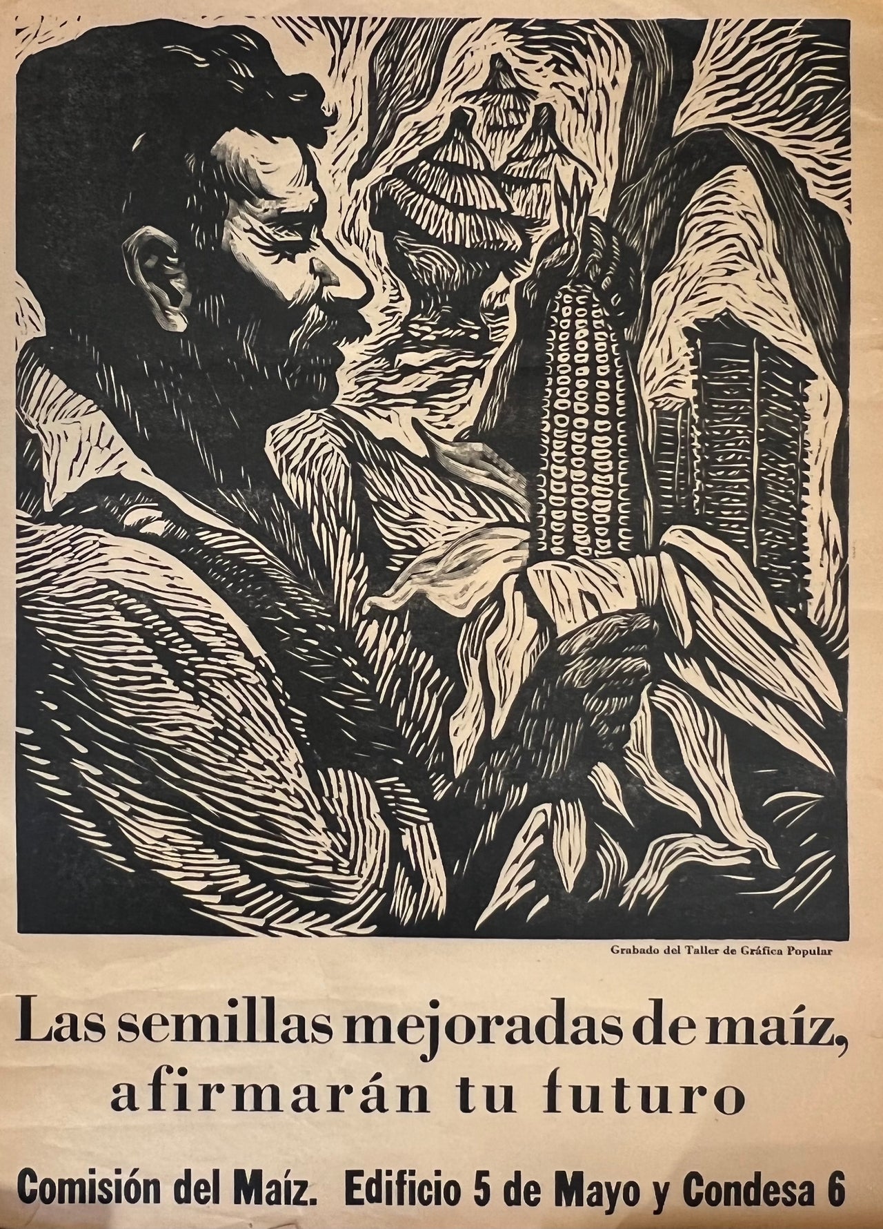 Las semillas mejoradas del maíz afirmarán tu futuro.